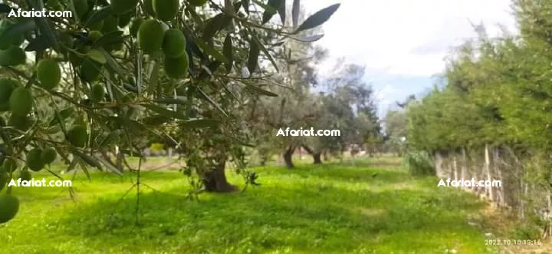 Terrain d'olives à el garia bizerte