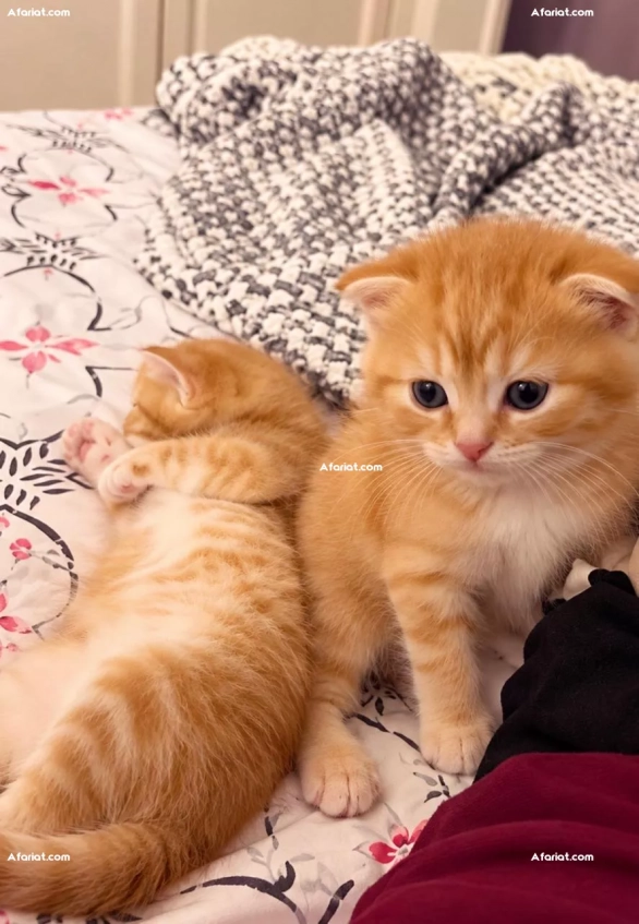 Deux adorables chatons roux Scottish Fold croisés Persan à vendre
