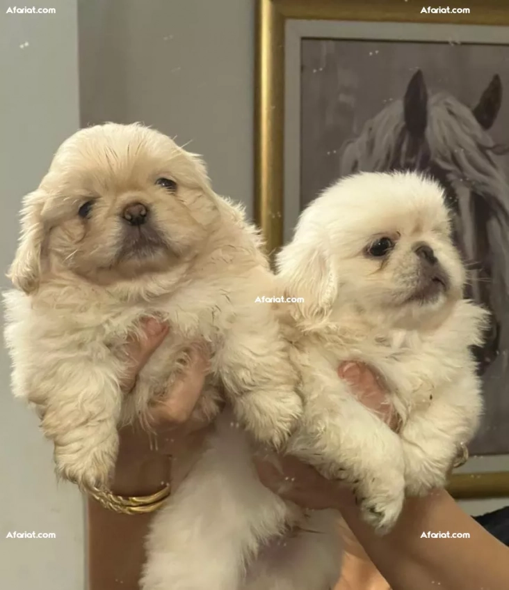 pekinois Males
