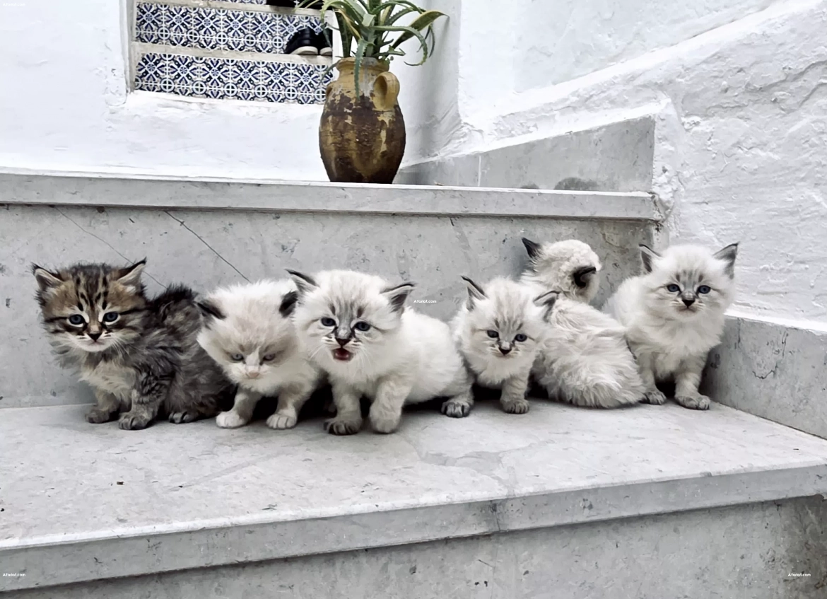 Belle chatons Ragdoll