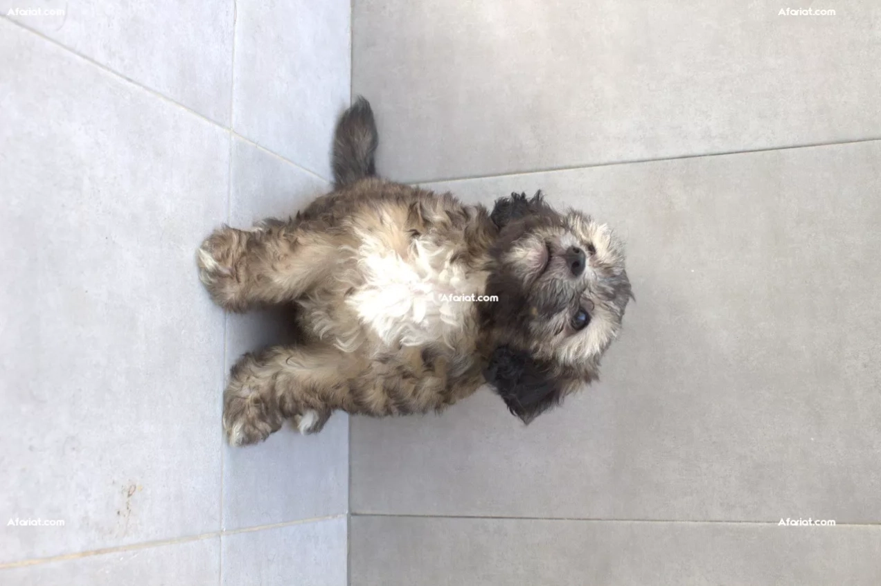 Caniche Bichon Femelle 2 mois