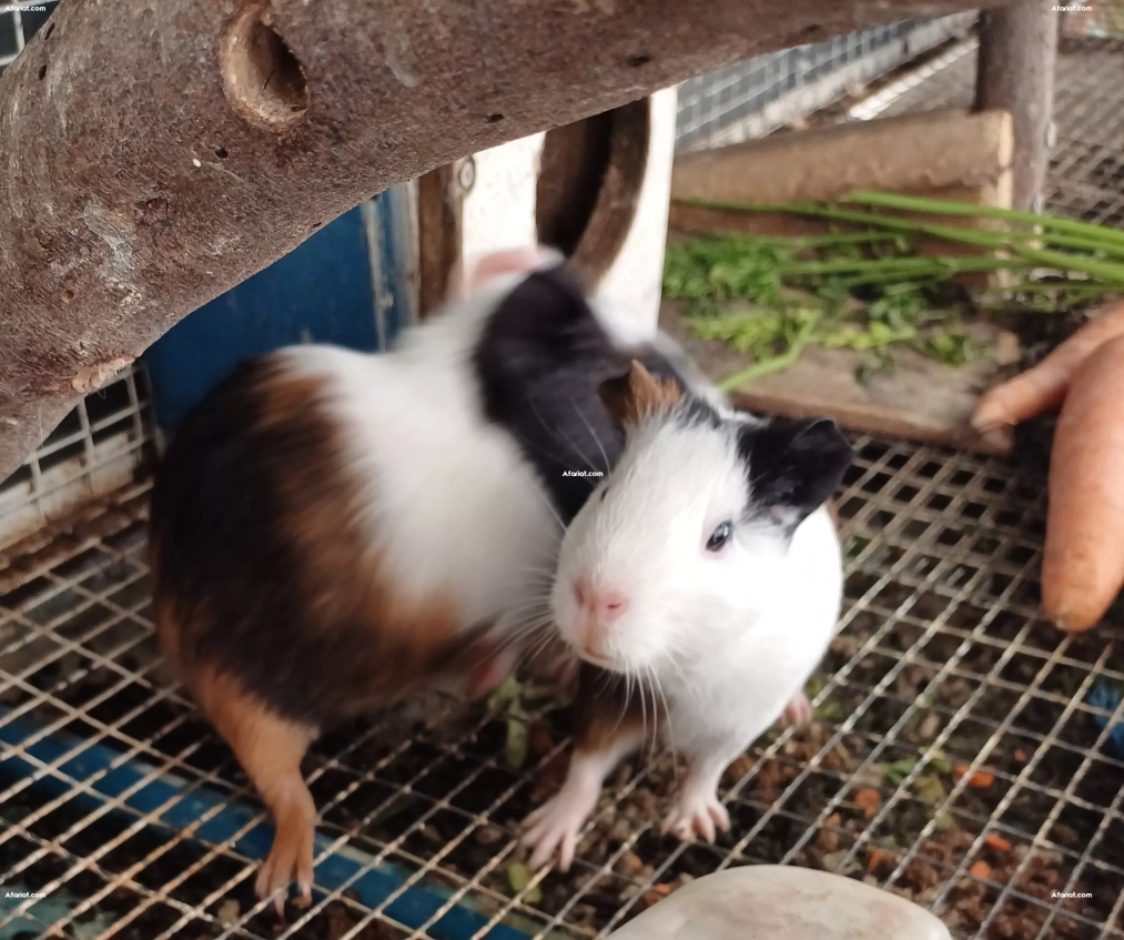 Lapins et cobayes