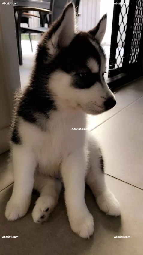 chien husky race pure