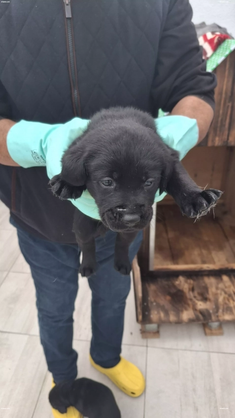 Adorables chiots Labrador