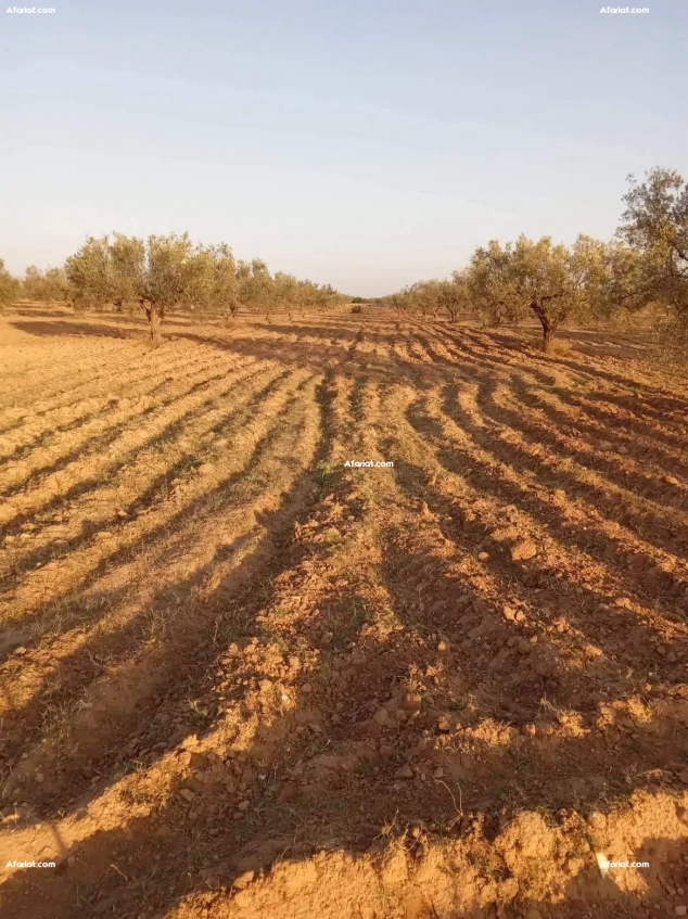 Terrain agricole Hammamet