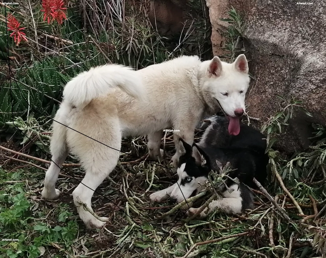 Husky blanc