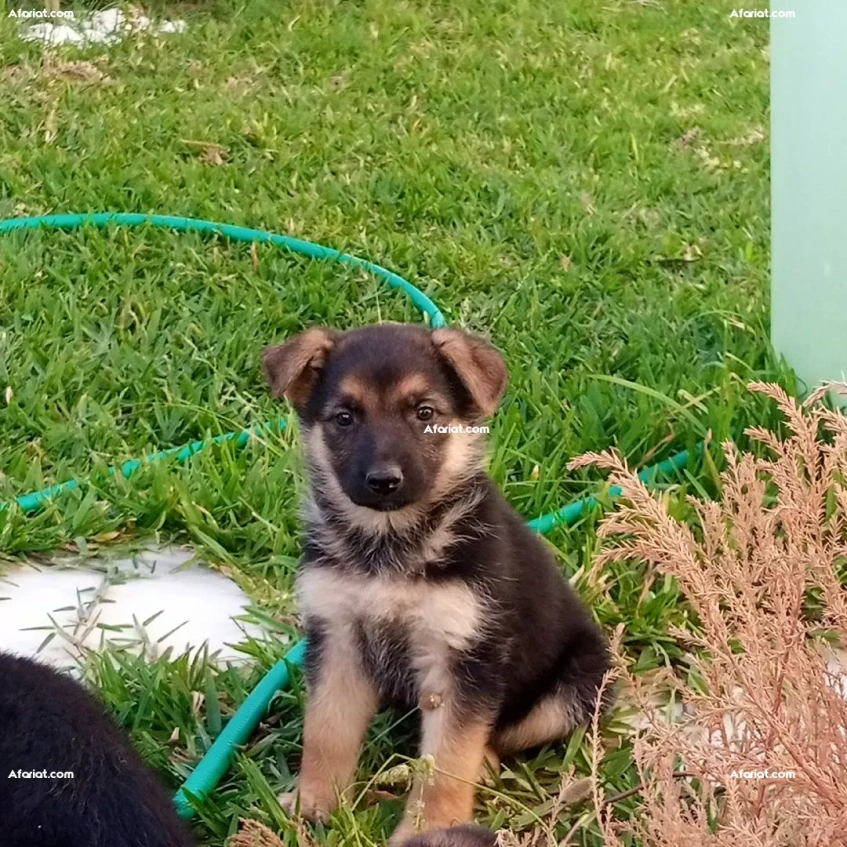 4 chiots berger allemand à vendre l'un à 400 dt