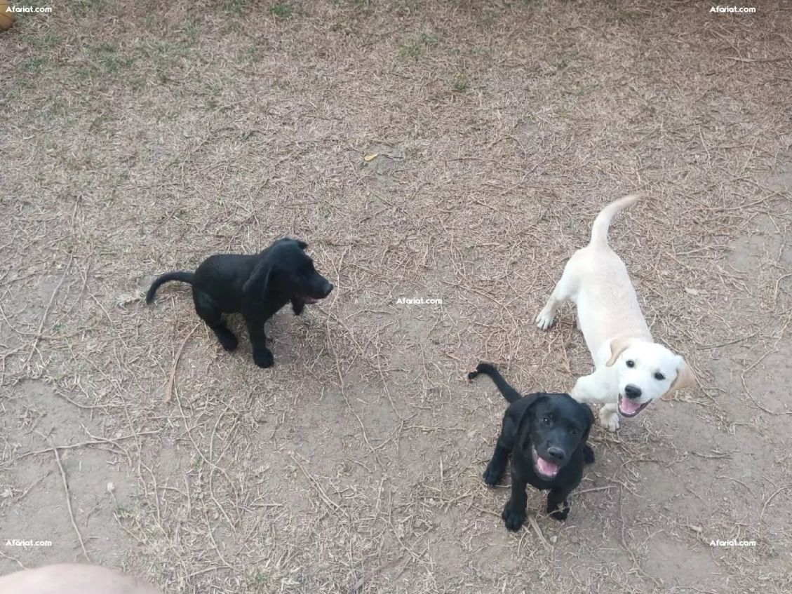 Labrador vaccinés 3 mois d'âge