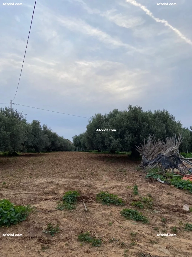 Terrain de 6000m² à Vendre – Takelsa Rtiba