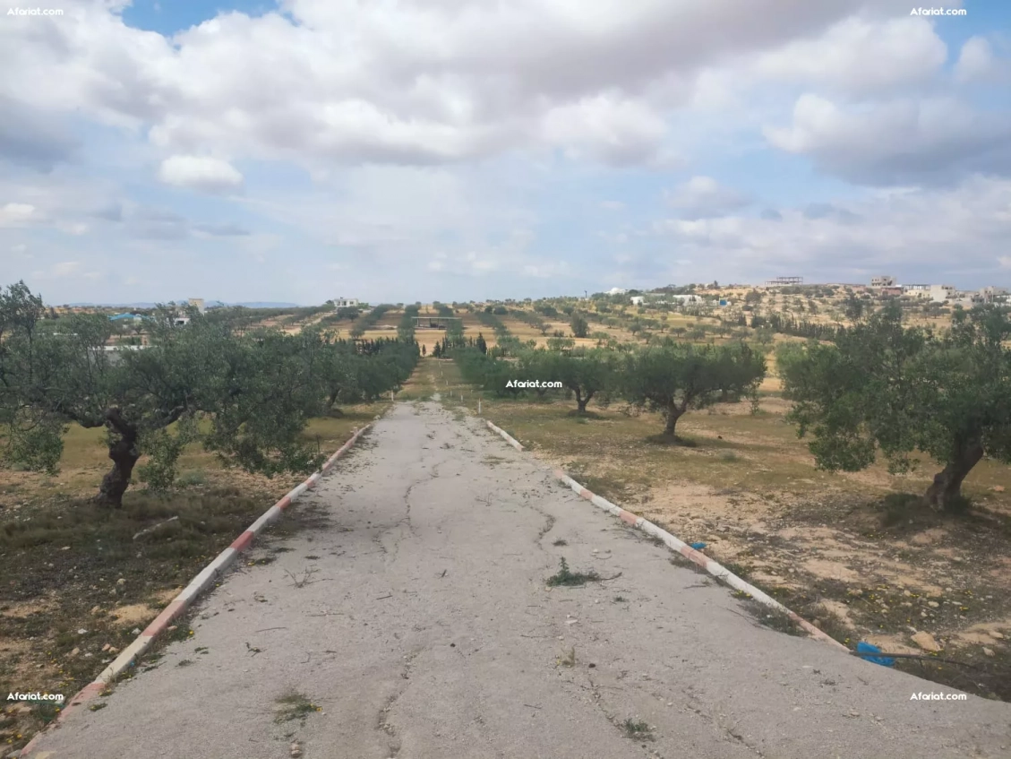 Des lots terrains à vendre à Hammamet (Besbassia)