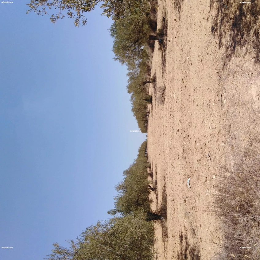 Terrain agricole avec des oliviers à Ouerdanine-Monastir