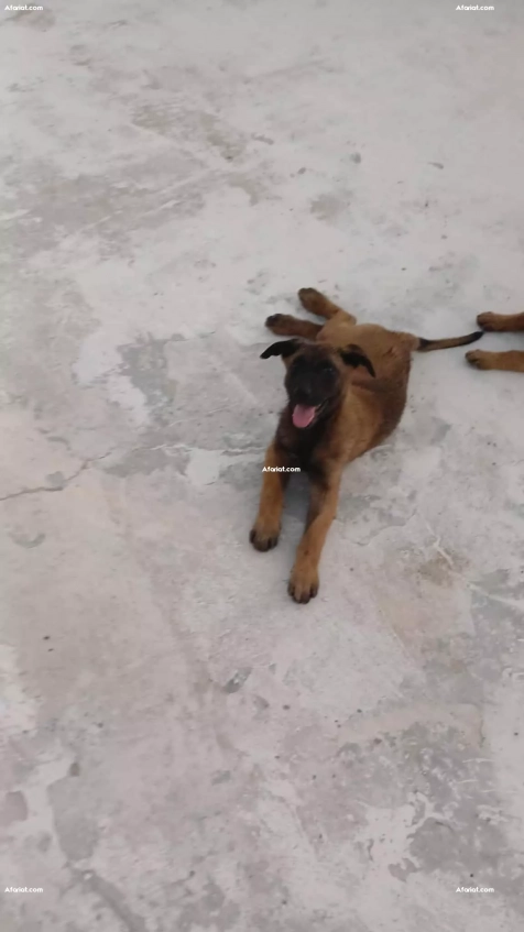 à vendre chien malinois