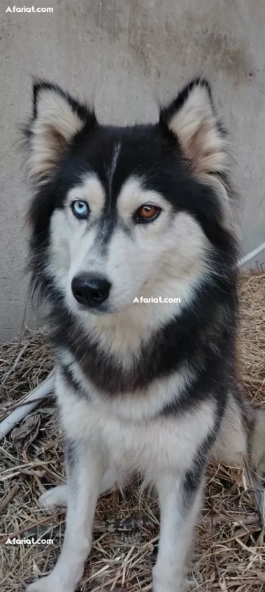 Magnifique femelle Husky Sibérien