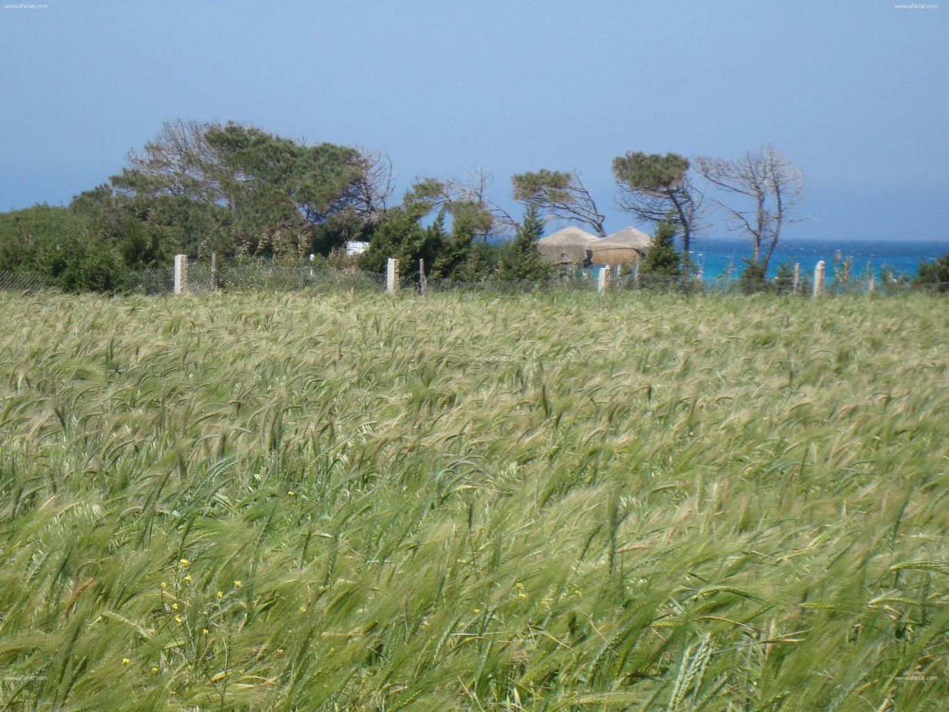 Terrain au Bord de la plage d’EZZahra Kélibia