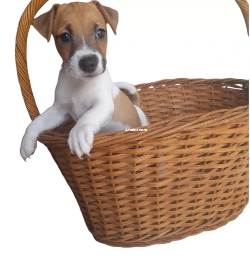 Chien Jack Russell Terrier