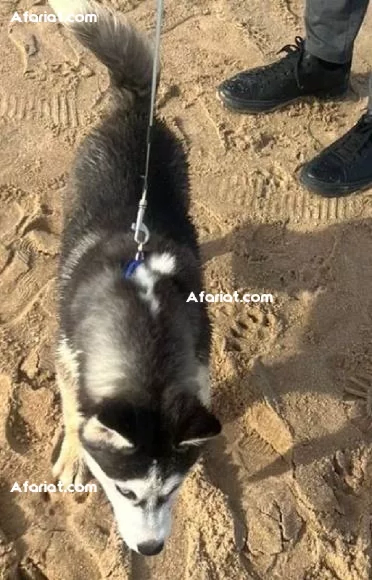 à vendre Husky 3 mois