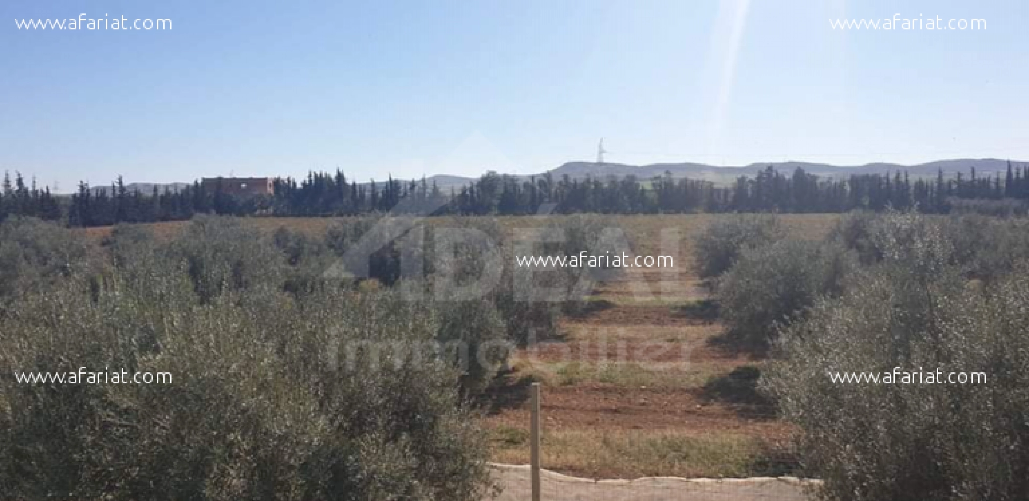 Ferme de 08 hectares à Borj El Amri