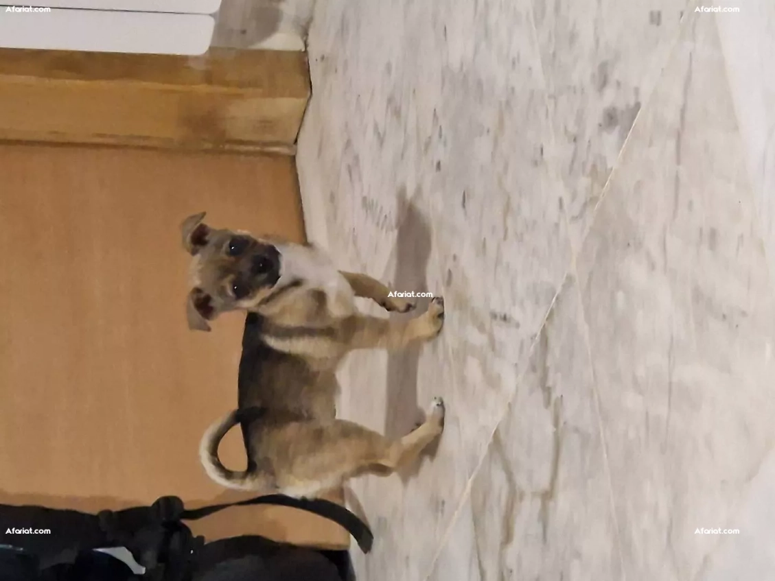 Chihuahua a vendre