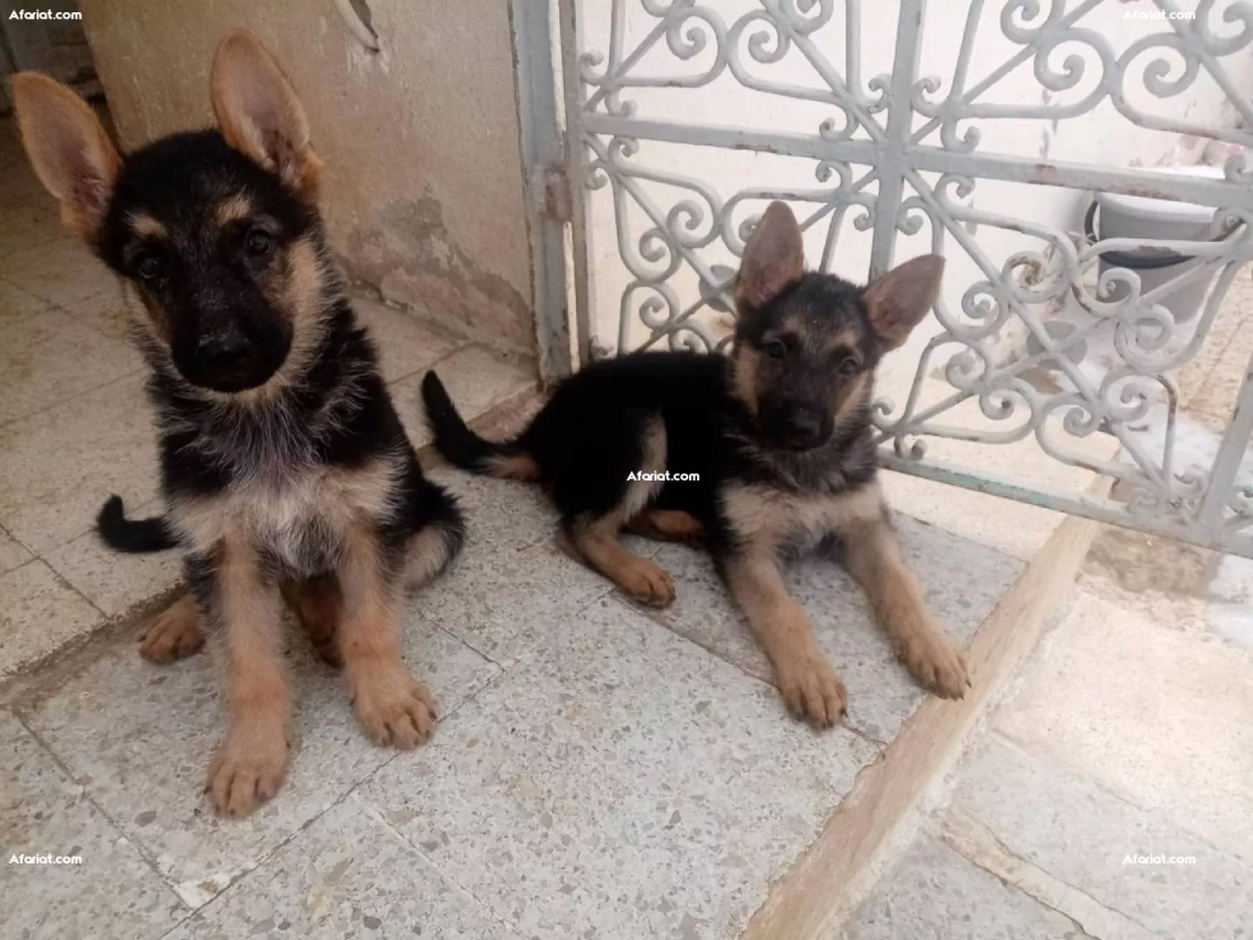 3 chiots berger allemand (females)