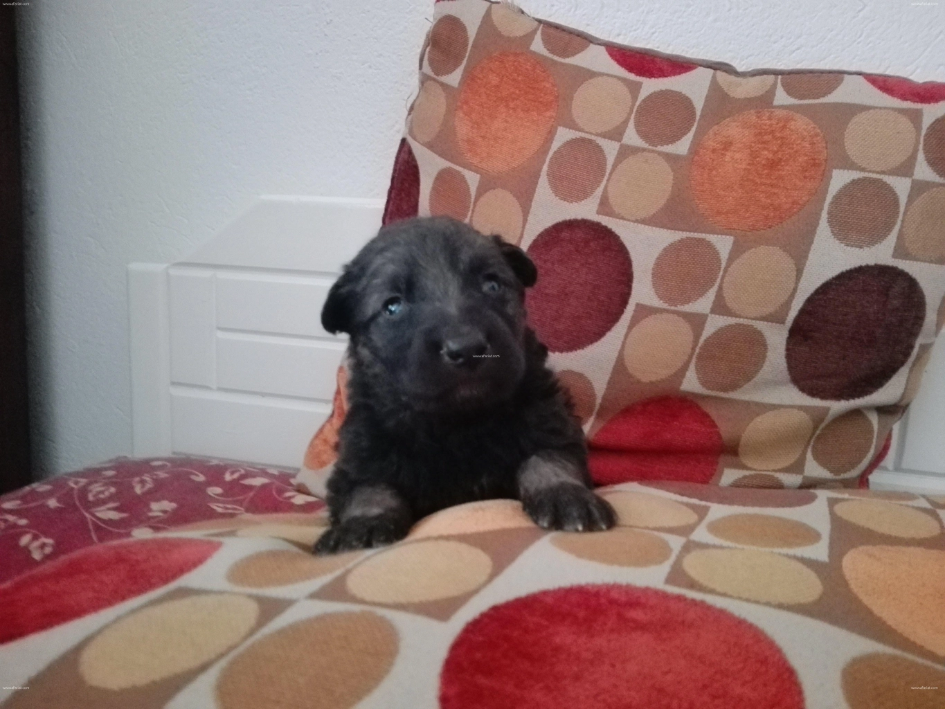 Annonce Chiots Berger Allemand Poil Long