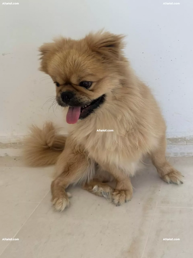 Chien pékinois
