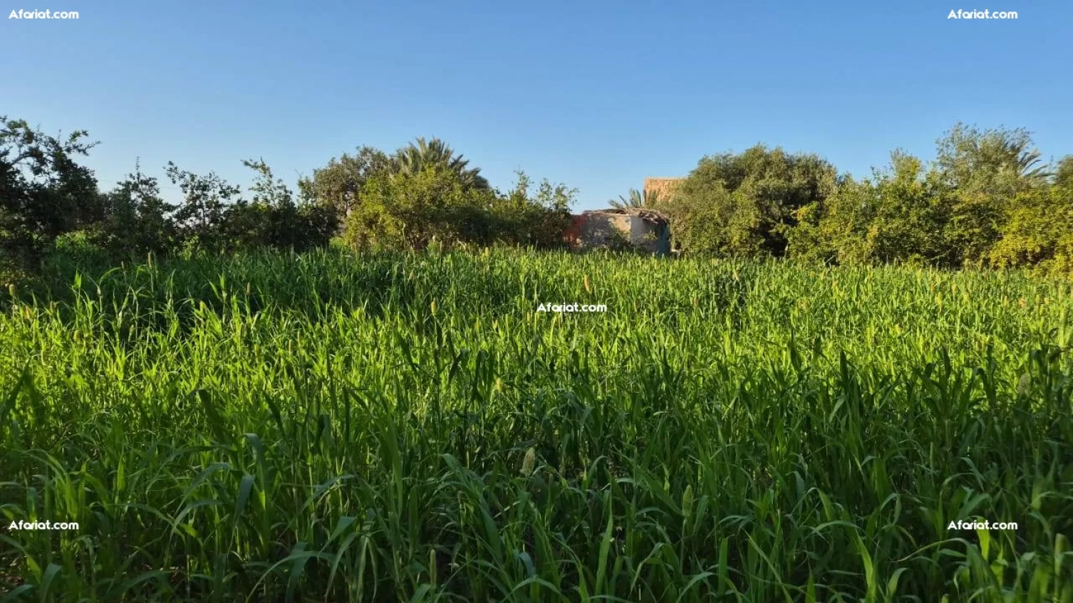 Terrain à vendre à Djerba