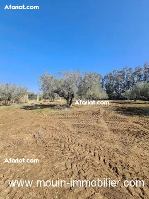 TERRAIN LOUMA V Birbouregba Hammamet T967