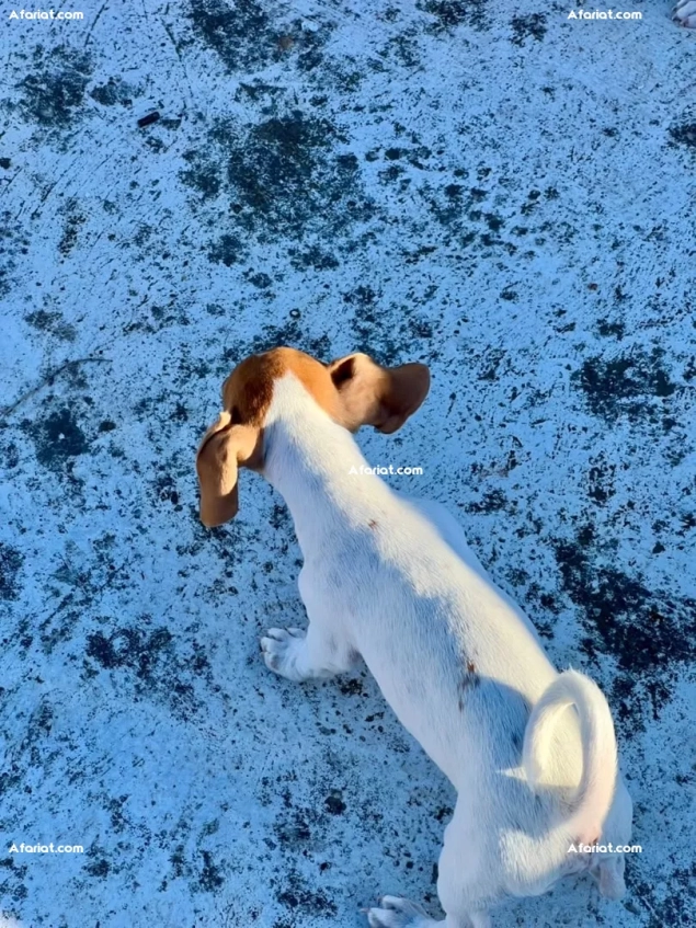 jack Russel