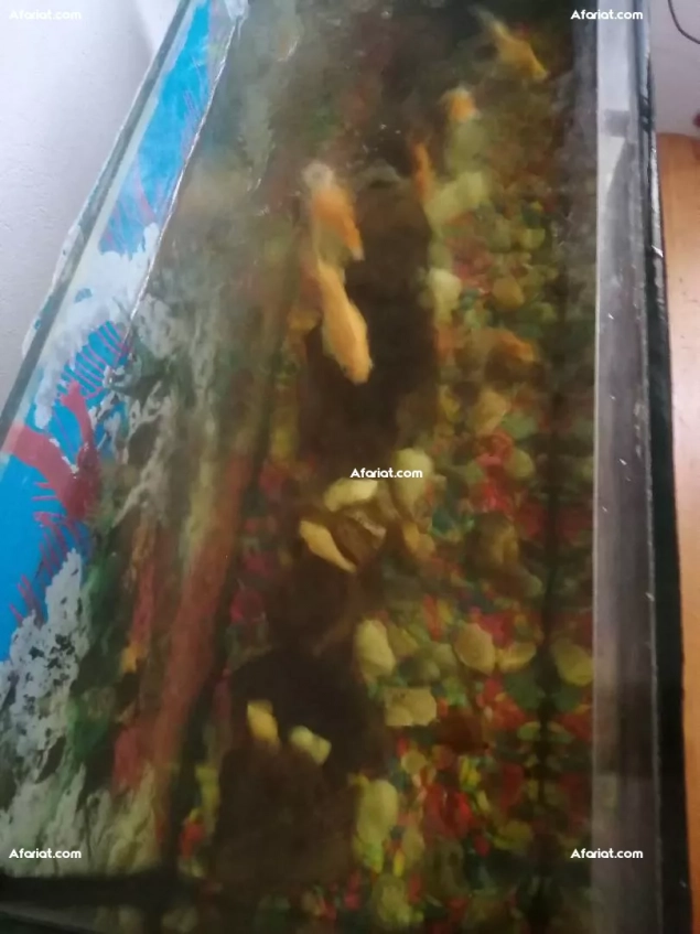 aquarium avec 7 poissons