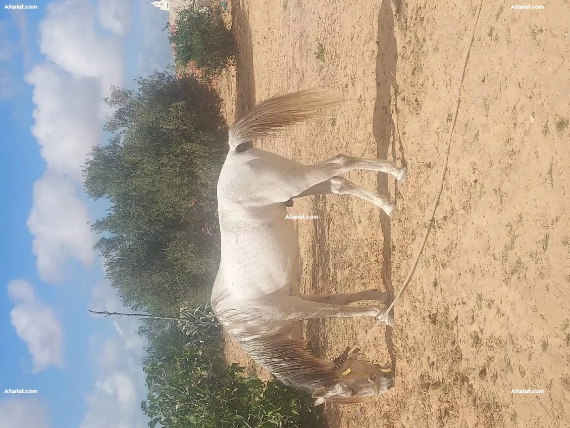 cheval Arabe-barb