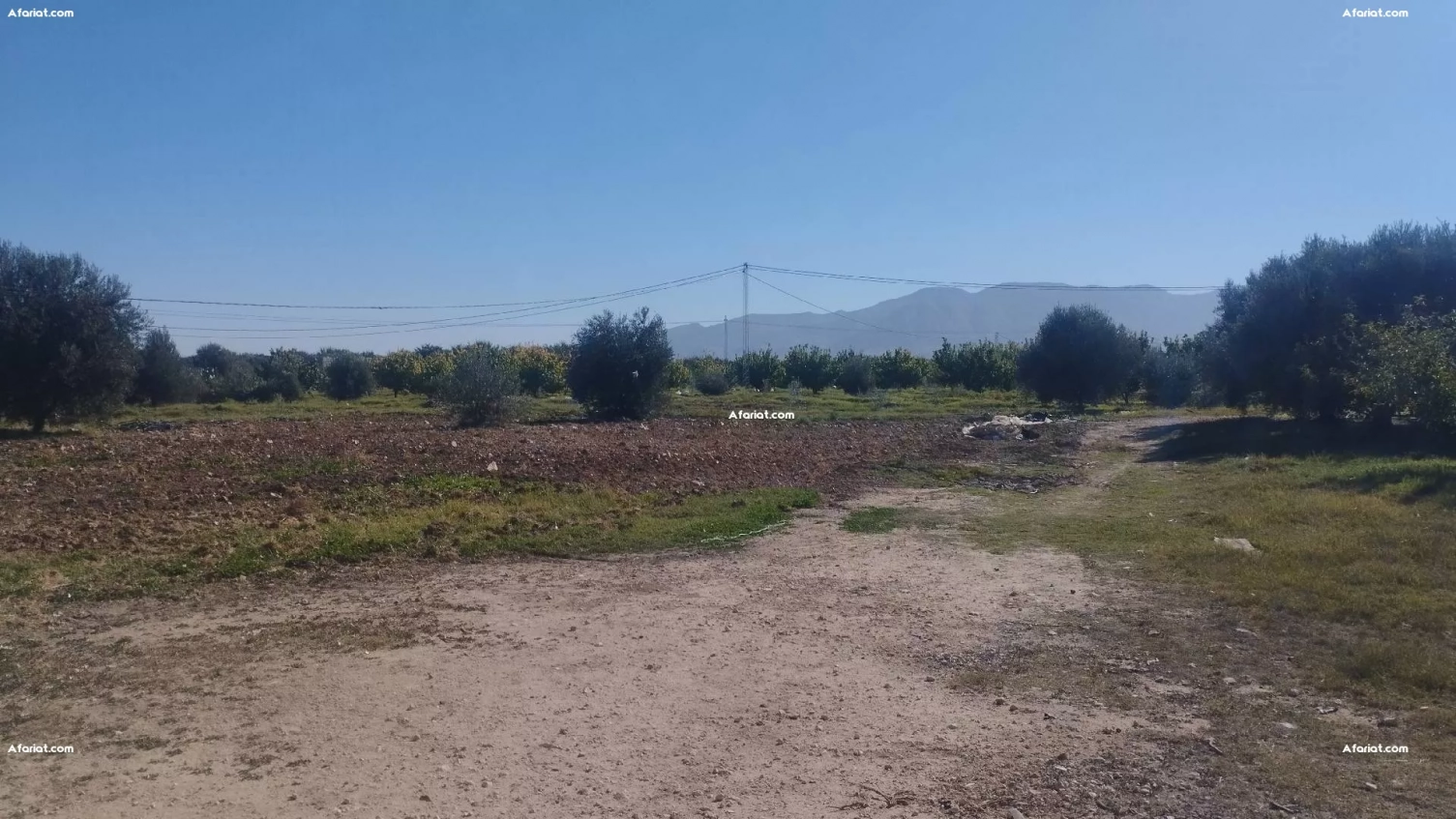 Ferme 11 hectares a vendre à Sbiba