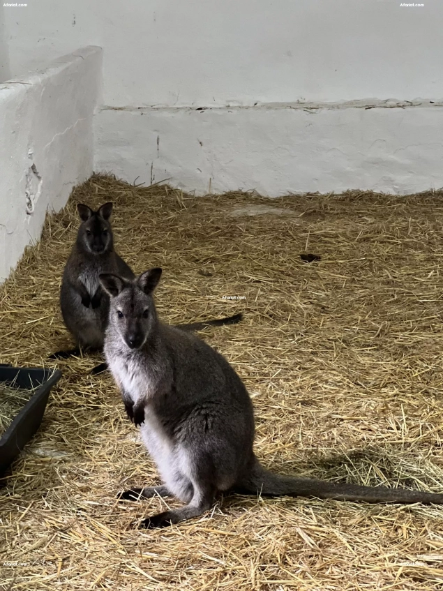 Disponible kangourous wallaby