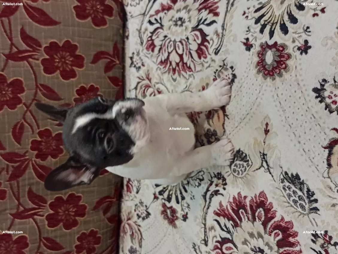 à vendre chiotte bouledogue français, pur race.