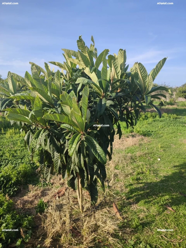 terrain agricole arboré