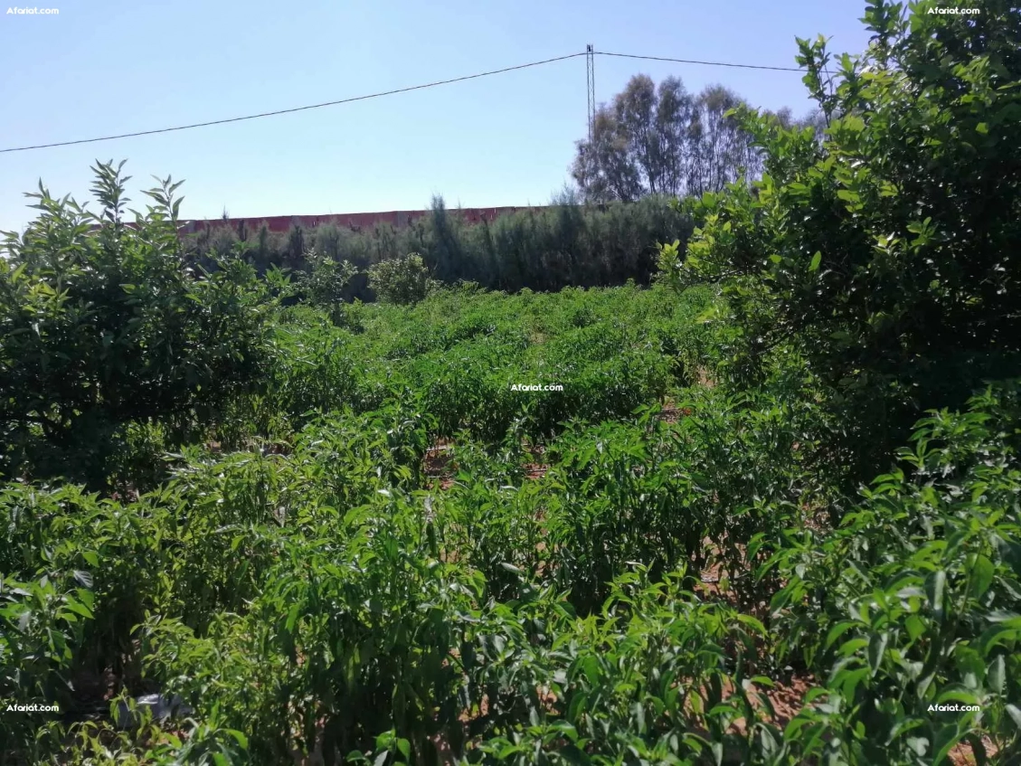 À vendre : Un terrain agricole exceptionnel à Soliman (slimane).