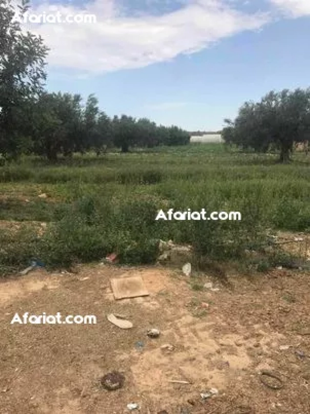 Terrain agricole 10403 m2 à Beni Hassen Gouvernorat de Monastir