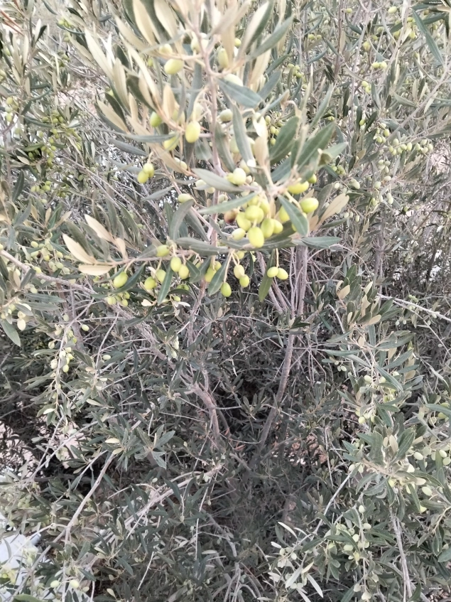 A VENDRE RECOLTE  D'OLIVES  SUR PIED
