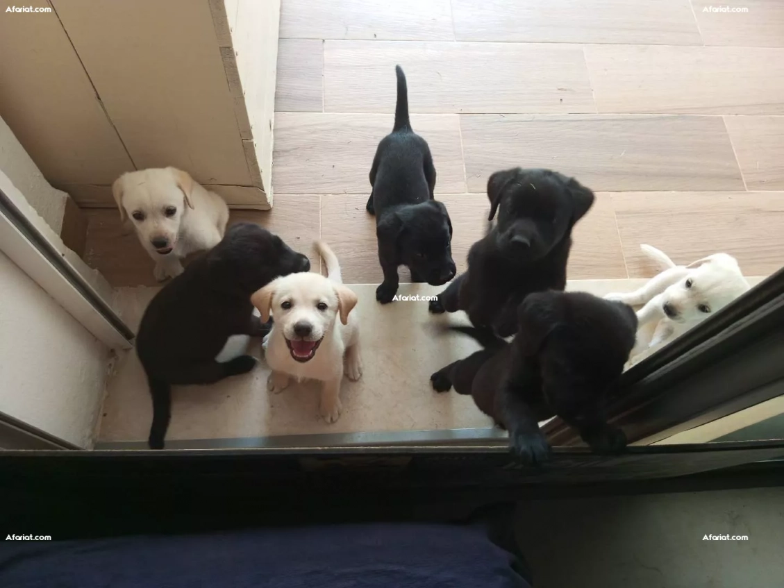 chiots labrador 450 dt