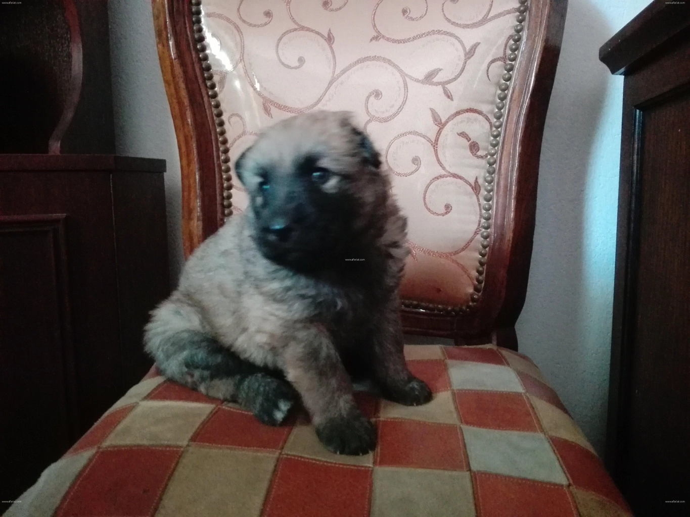 Annonce Chiots Berger Allemand Poil Long