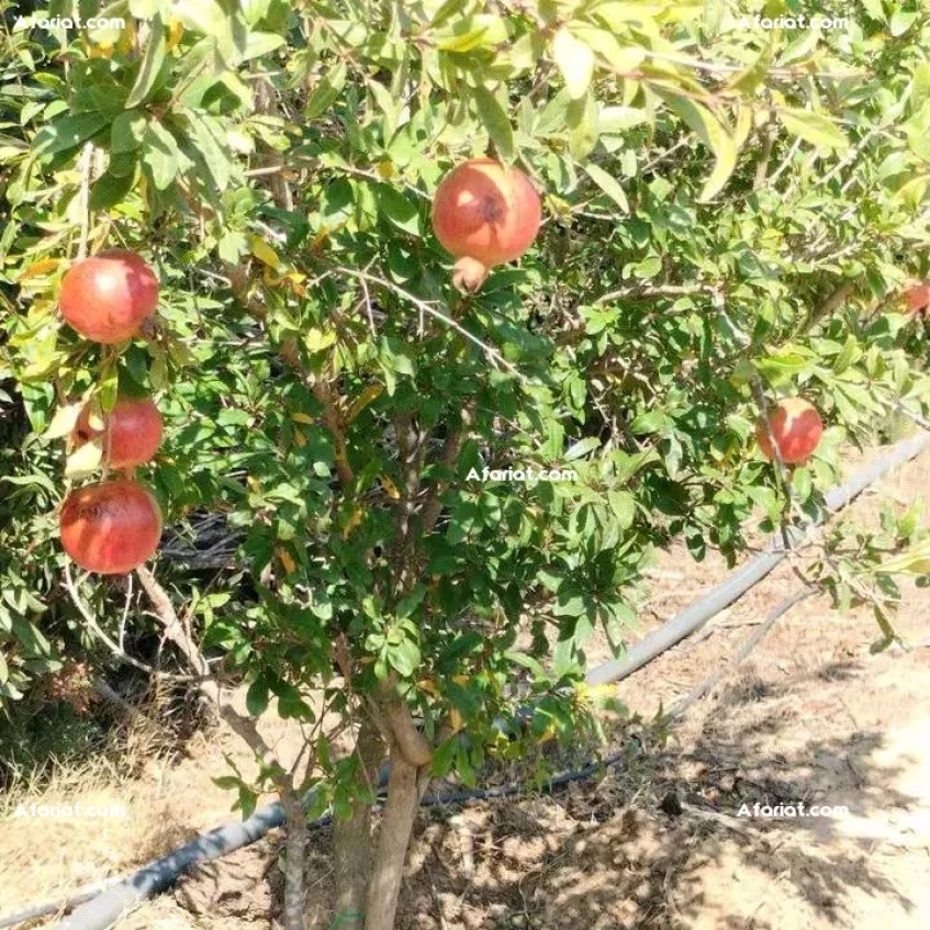 terrain contenant plusieurs arbres