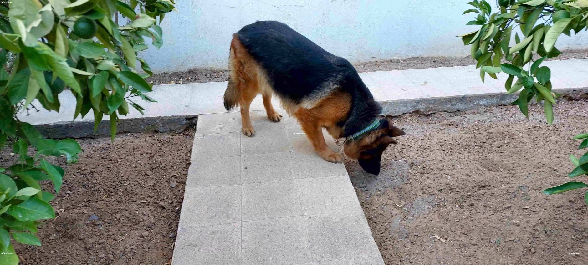 Chien Berger Allemand Pure Race