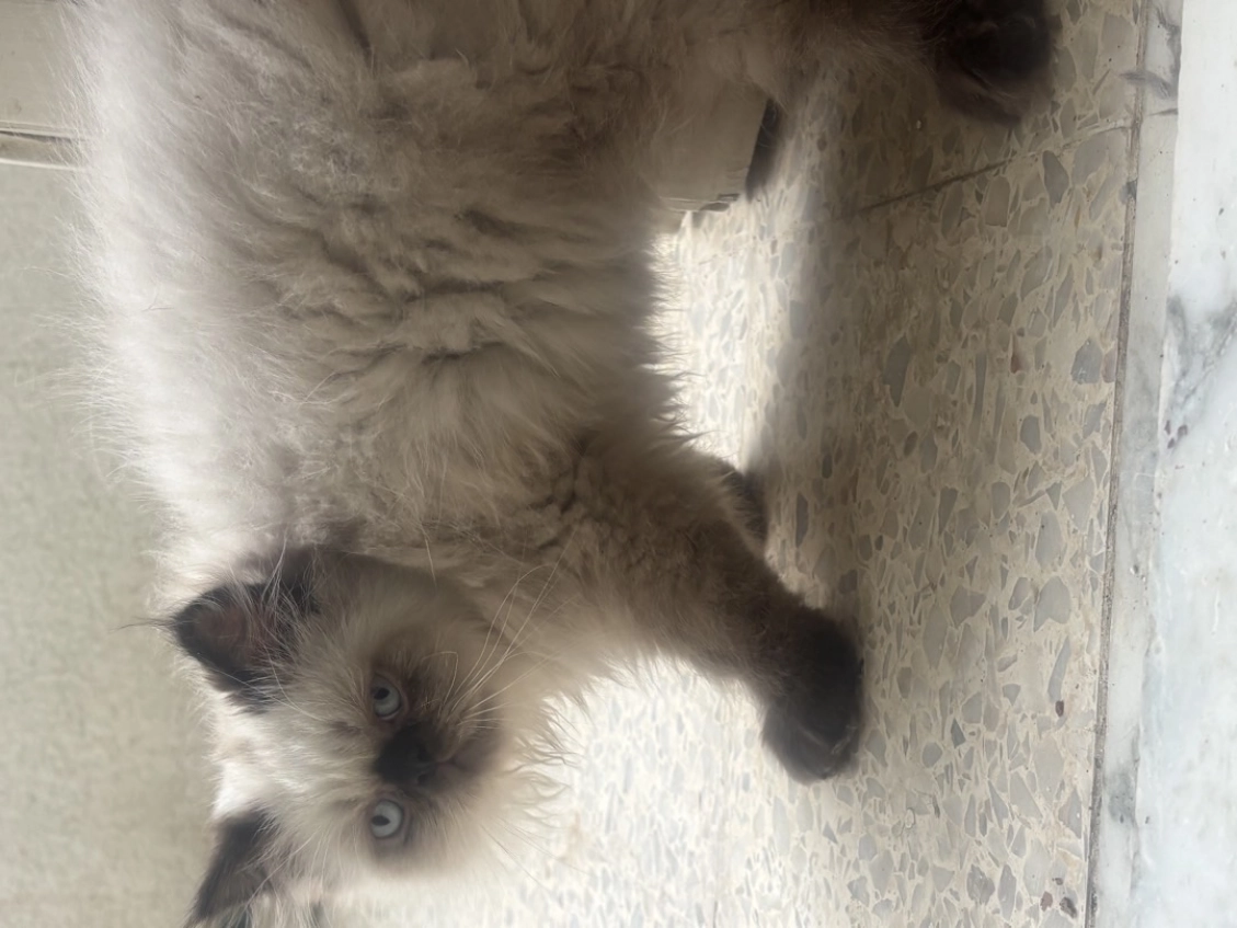 persan peke face