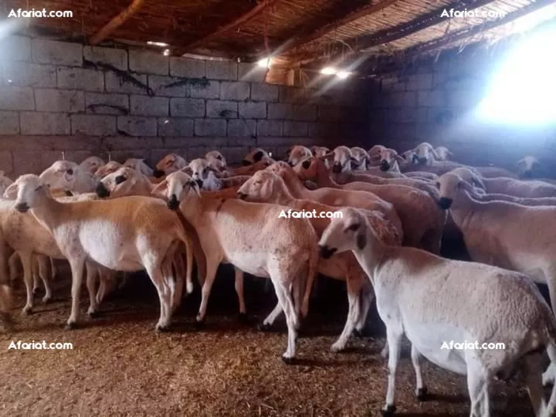 على بركة الله غنم دارة يخلق ربي فيها صردي و الغربي ولاد جلال