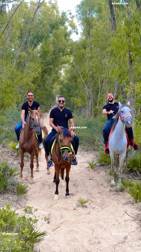 Équitation et balade forêt ou plages