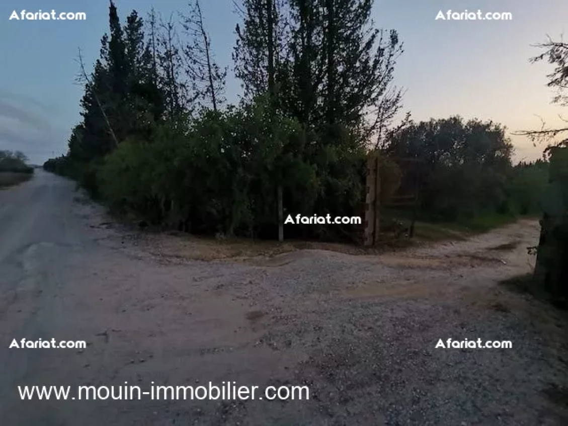 TERRAIN SIDRA 2 Borj Hfaiedh T1218