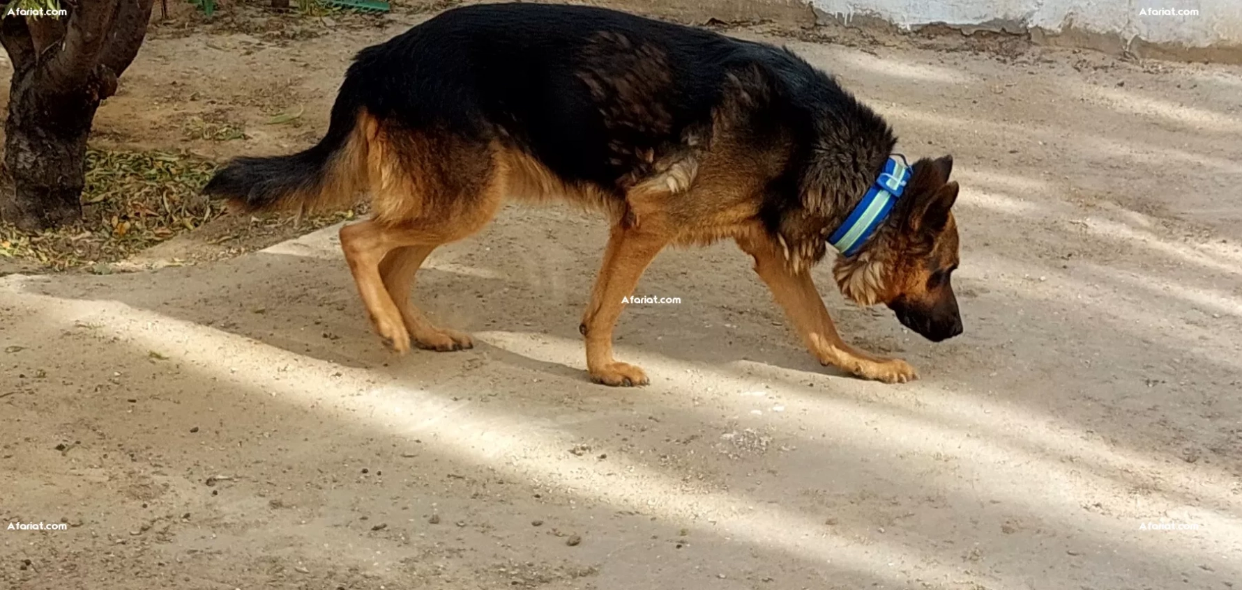 Couple de Chiens de Garde Berger Allemand Pure Race