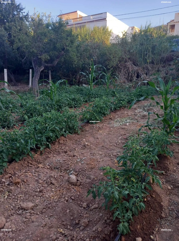 Terrain à rafraf el hmeri