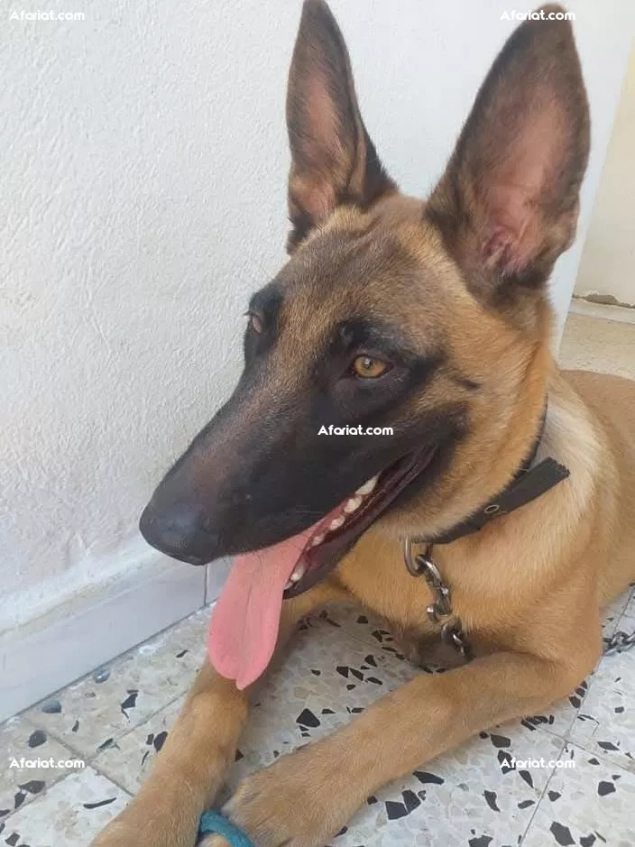 chien malinois