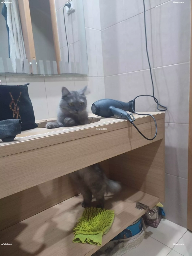 À ADOPTER – Chatte Persane femelle