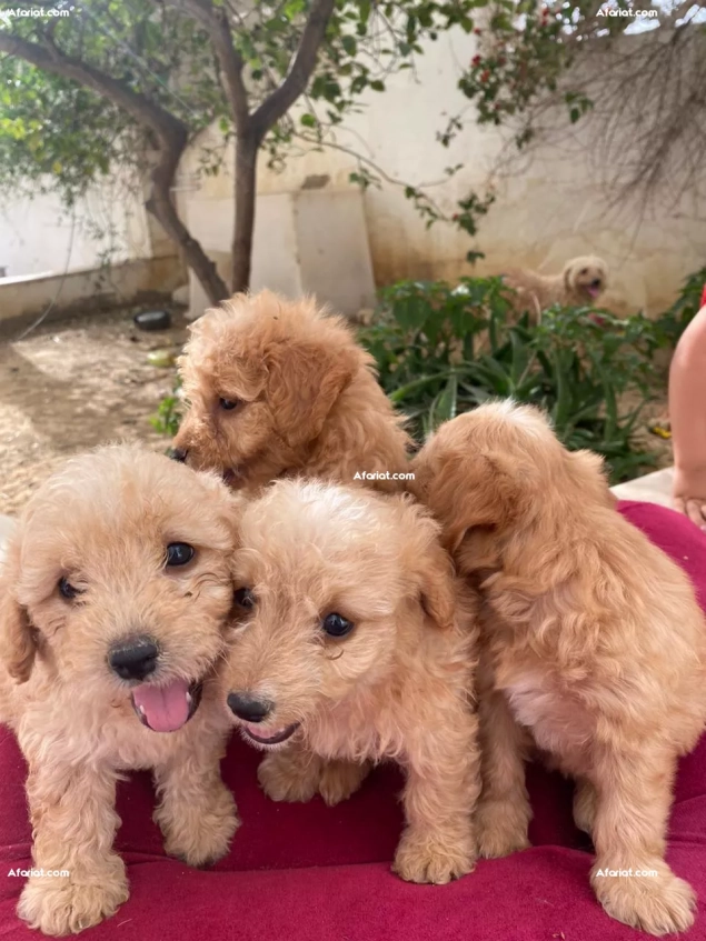 4 Caniches bichon à vendre (3 femelles + 1 mâle)